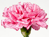 Carnation - January Flower