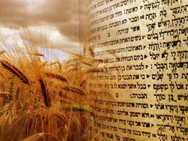 Torah scriptures and golden brown wheat.