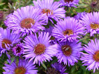 Aster - September Flower