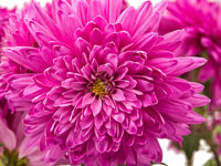 Chrysanthemum - November Flower