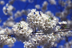 Spring Equinox Spring Equinox