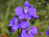 Larkspur - July Flower