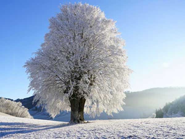 Tree covered in ice from winter storm.