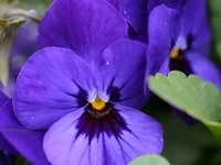 Violet - Febraury Flower